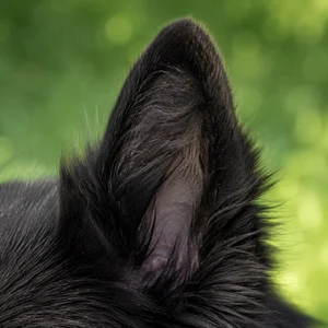 Groenendael — ears