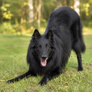 Groenendael — playful