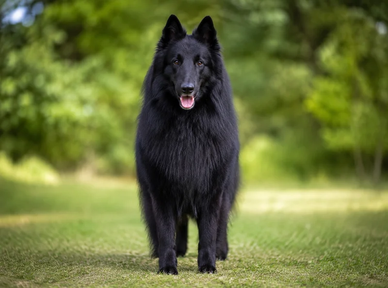 Groenendael — front