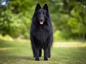 Groenendael — front