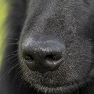 Groenendael — nose