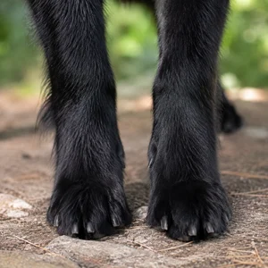 Groenendael — paws