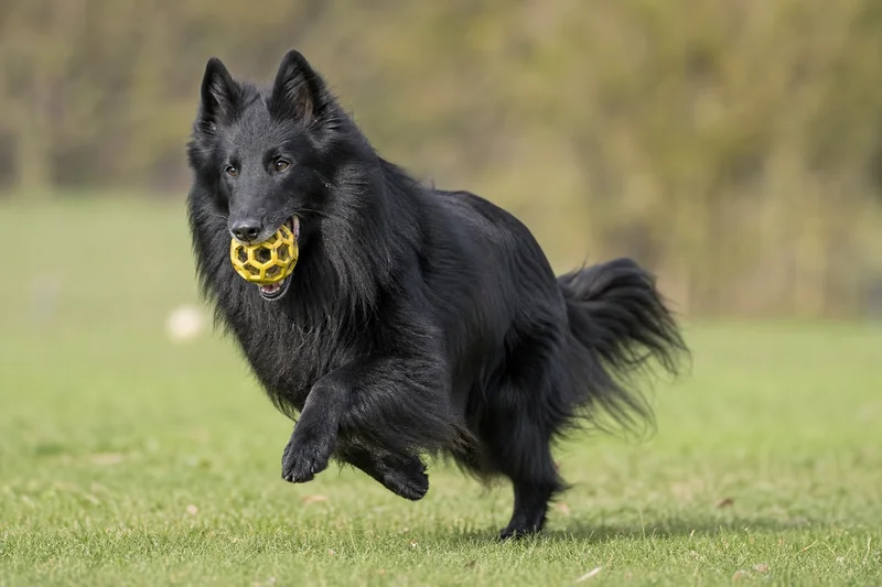 Groenendael — playing