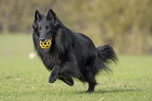 Groenendael — playing