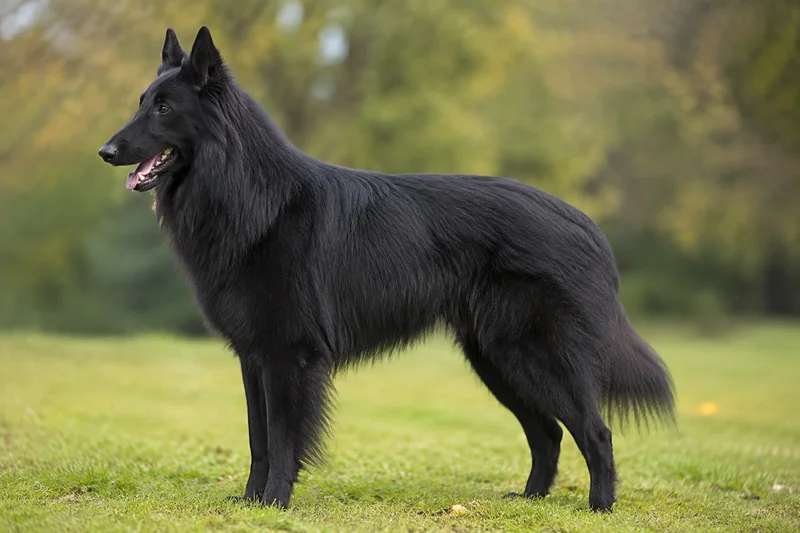 Groenendael — side