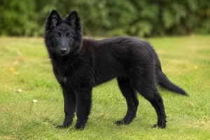 Groenendael — puppy (~4 mo)