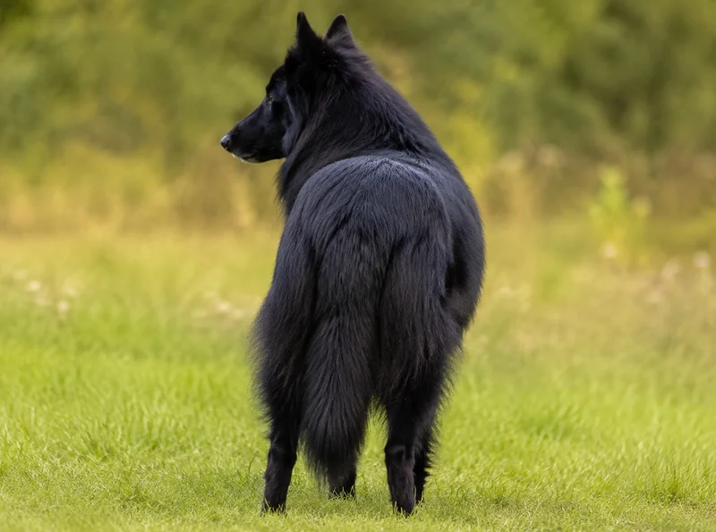 Groenendael — rear