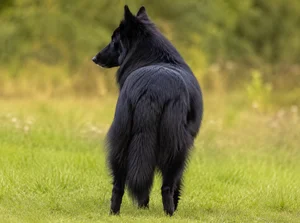Groenendael — rear