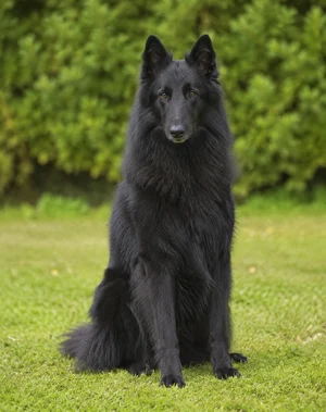Groenendael — sitting