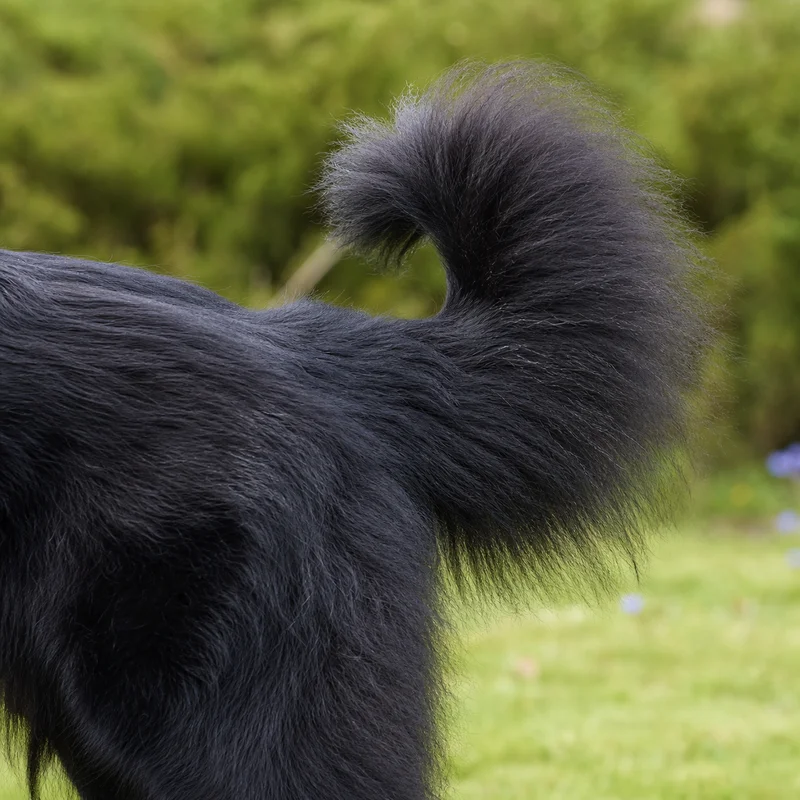 Groenendael — tail