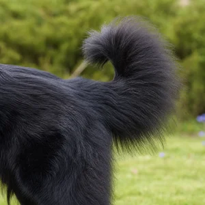 Groenendael — tail
