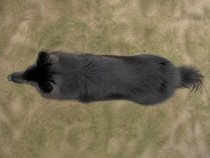 Groenendael — top