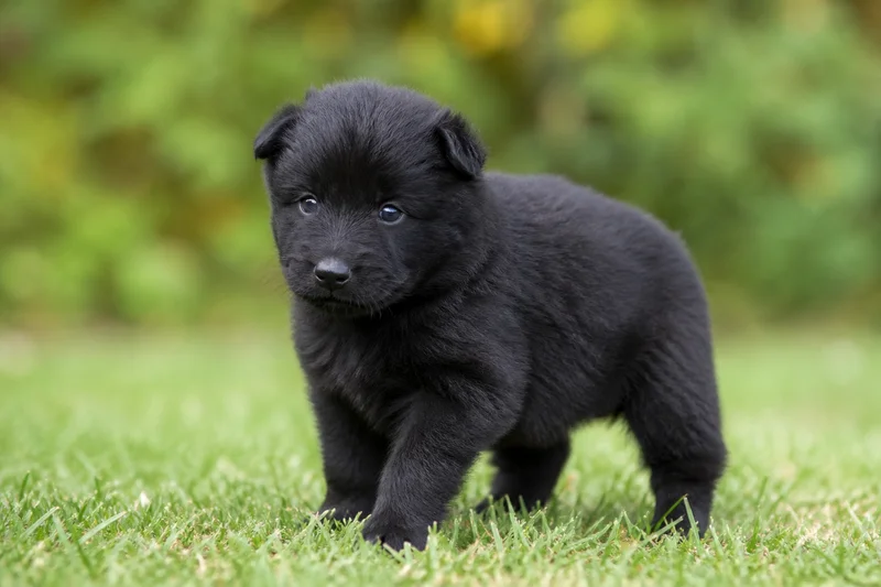 Groenendael — young puppy (~1 mo)
