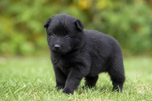 Groenendael — young puppy (~1 mo)