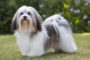 Havanese — adult