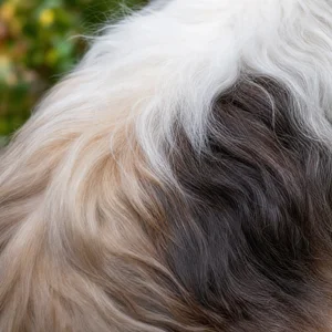 Havanese — coat texture