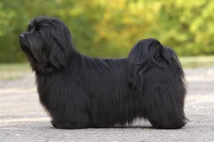 Havanese — black coat