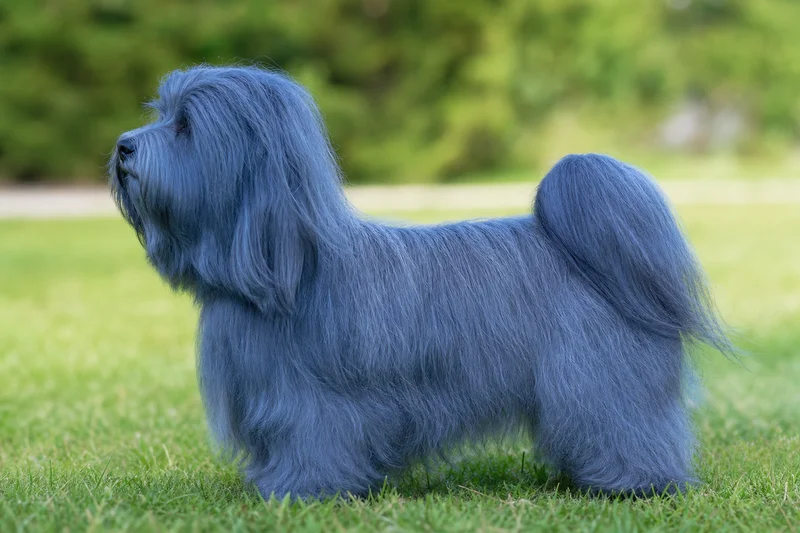 Havanese — blue coat