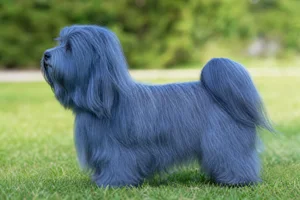 Havanese — blue coat