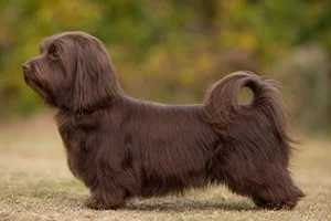Havanese — chocolate coat