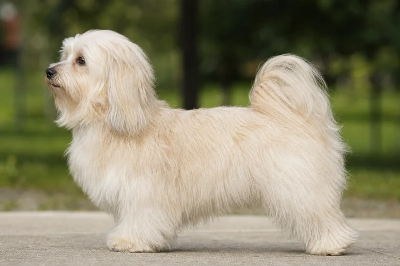 Havanese — cream coat