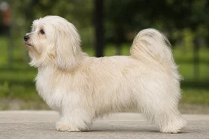 Havanese — cream coat