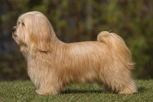 Havanese — gold coat