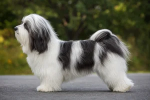Havanese — parti-color coat