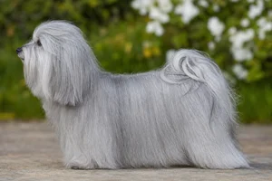 Havanese — silver coat