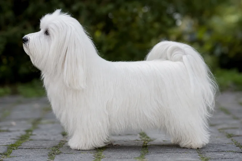 Havanese — White coat