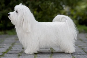 Havanese — White coat