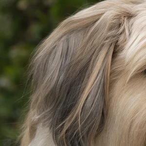 Havanese — ears