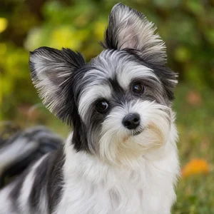 Havanese — alert