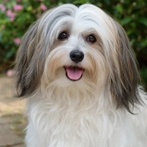 Havanese — happy