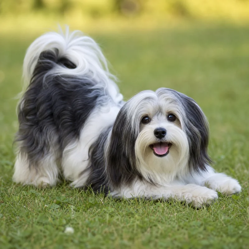 Havanese — playful