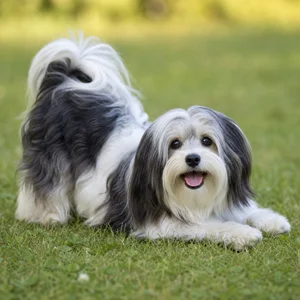 Havanese — playful