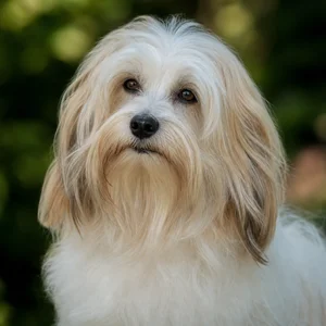 Havanese — relaxed