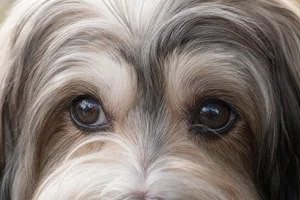 Havanese — eyes