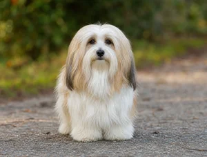Havanese — front