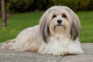 Havanese — lying down