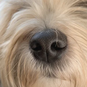 Havanese — nose