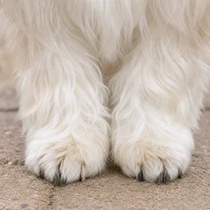 Havanese — paws