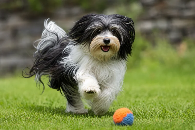 Havanese — playing