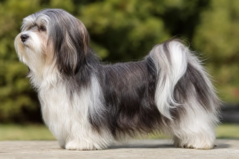 Havanese — side