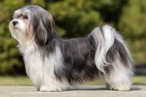 Havanese dog