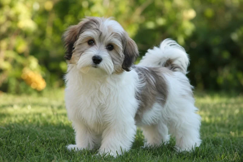 Havanese — puppy (~4 mo)
