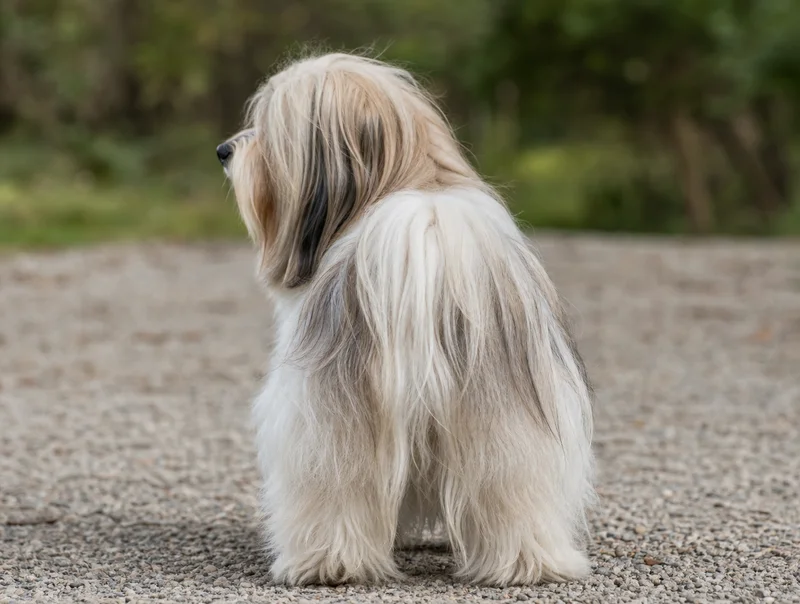 Havanese — rear