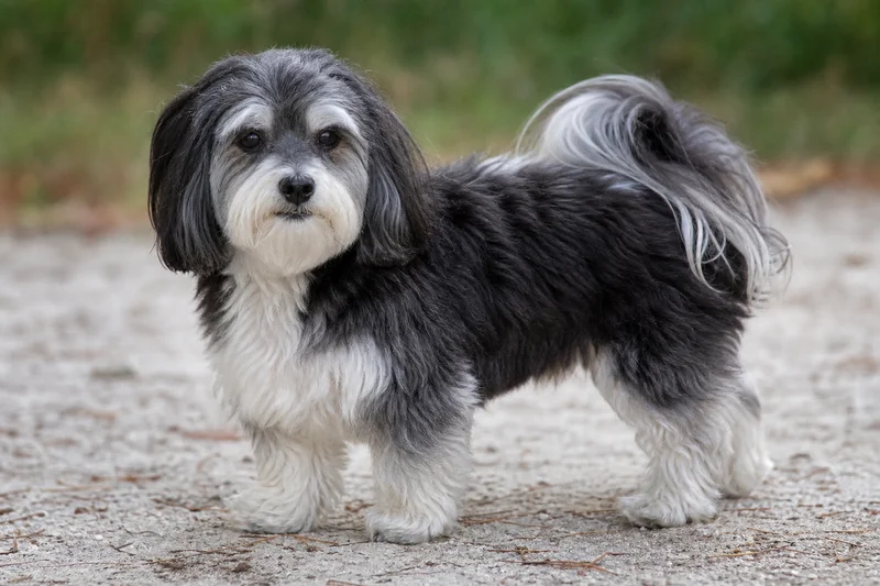 Havanese — senior