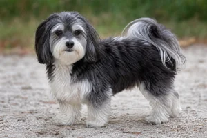 Havanese — senior