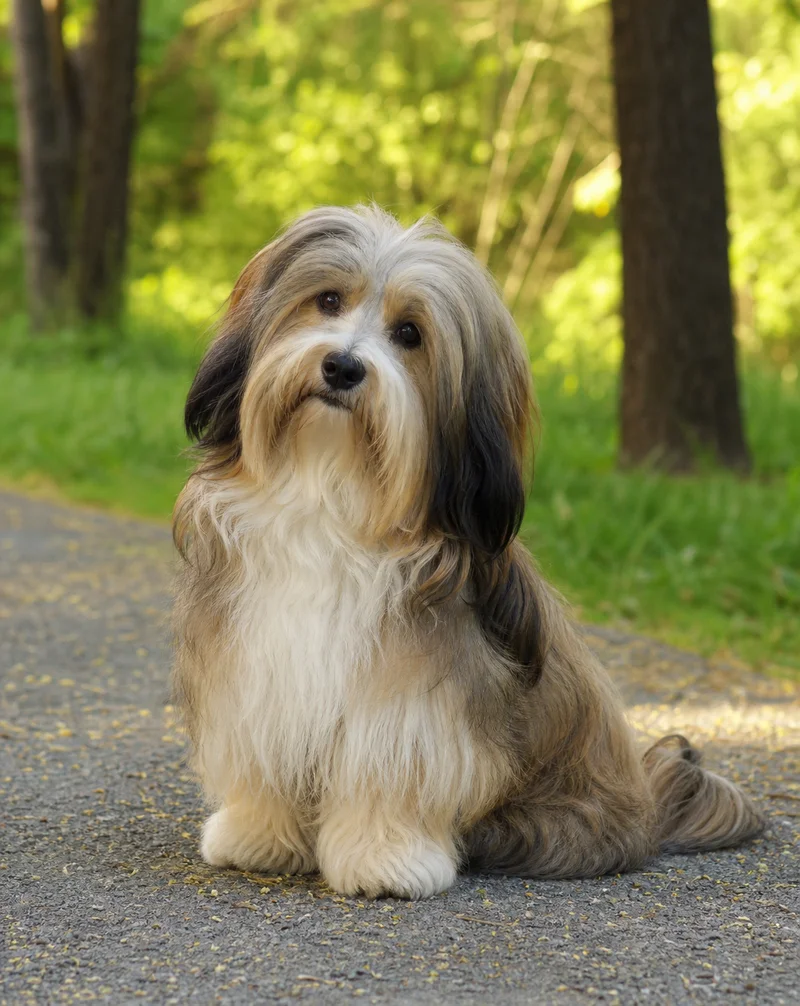 Havanese — sitting